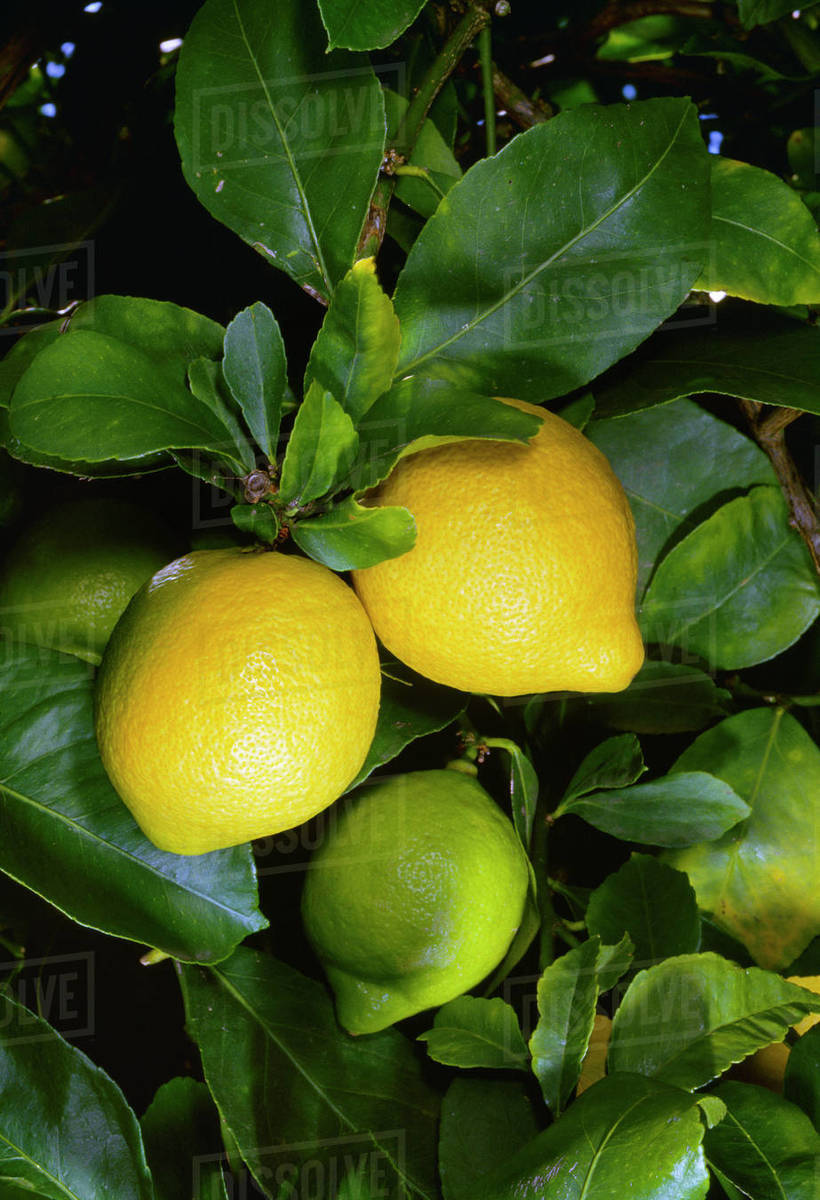 Agriculture Lemons on the tree / San Luis Obispo County, California