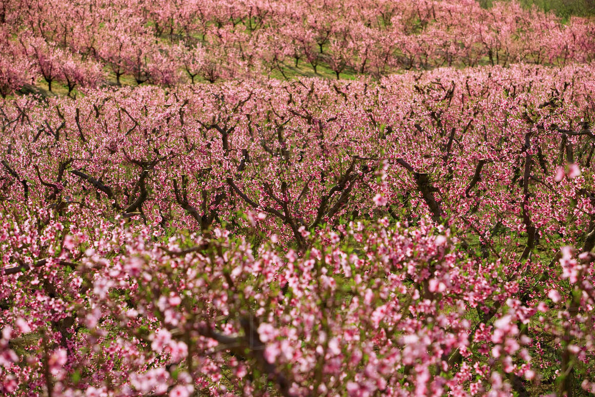 Agriculture Cherry orchard in full Spring bloom / near Sunnyslope
