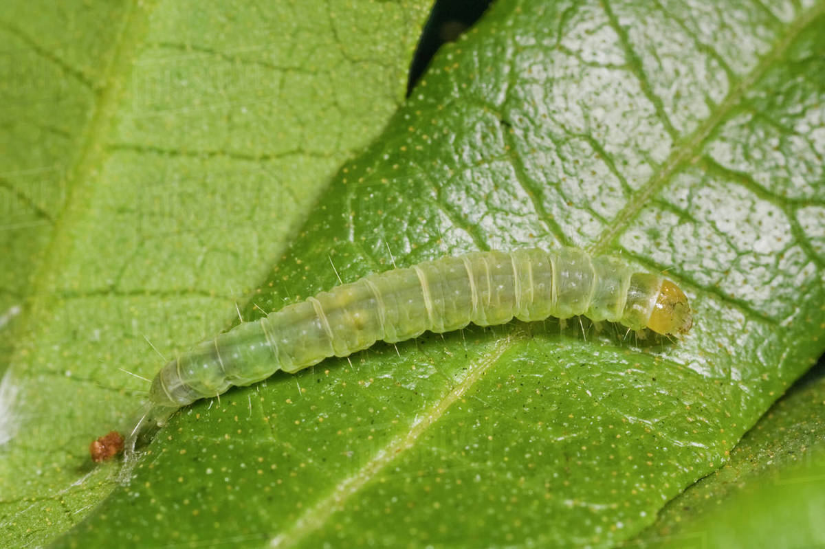 Agriculture Closeup of a Light Brown Apple Moth larva (Epiphyas postvittana) on a leaf