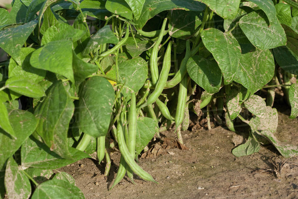 Agriculture Closeup of fresh green beans on the plant, nearing