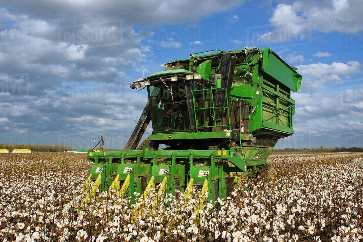 Agriculture A four row John Deere picker harvests mature cotton