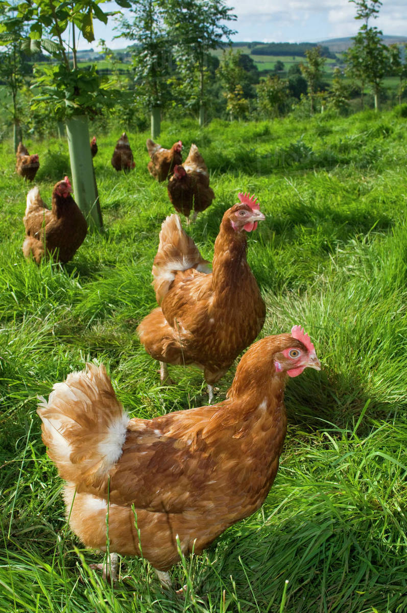 Livestock Free range hybrid layer hens foraging for food in a