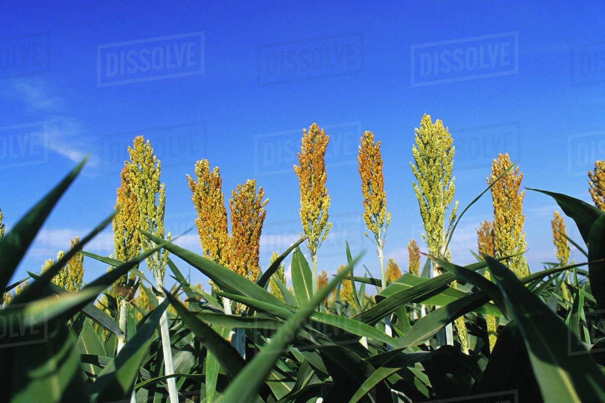 Agriculture Maturing heads of grain (milo) / Arkansas, USA