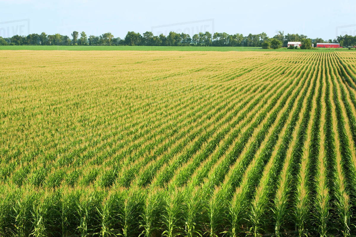 Agriculture Large field of mid growth grain corn with farm buildings