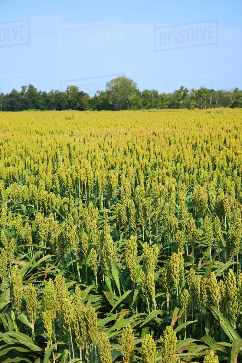 Agriculture Field of maturing grain (milo) / Mississippi, USA