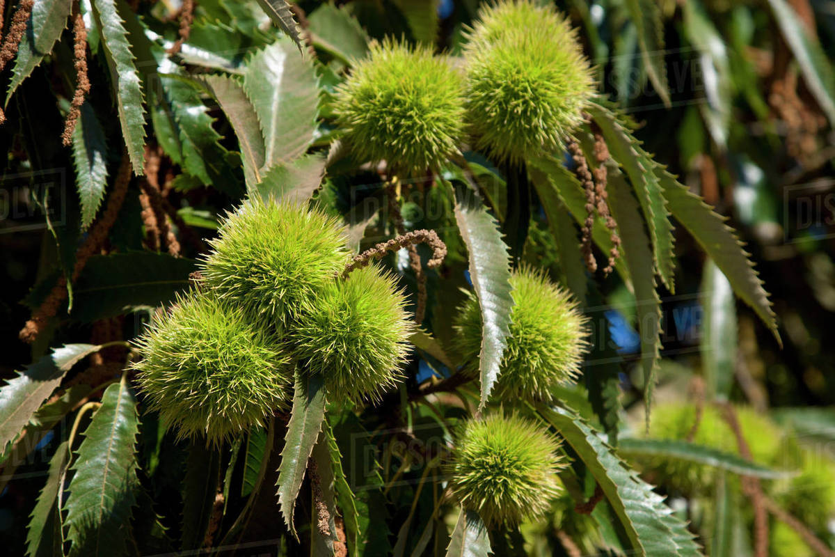 Agriculture Midseason chestnuts on the tree / near Linden, San