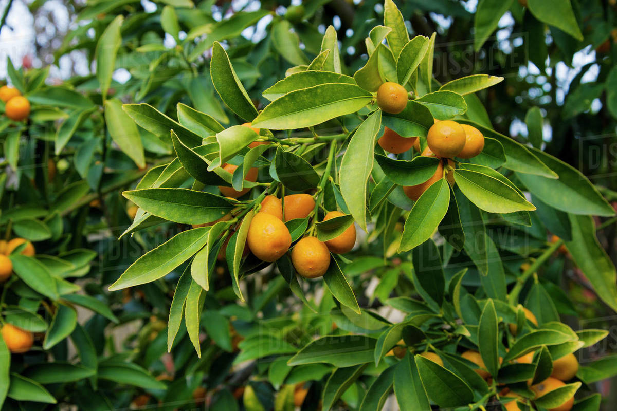 Agriculture Mature kumquats on the tree, ready for harvest / near