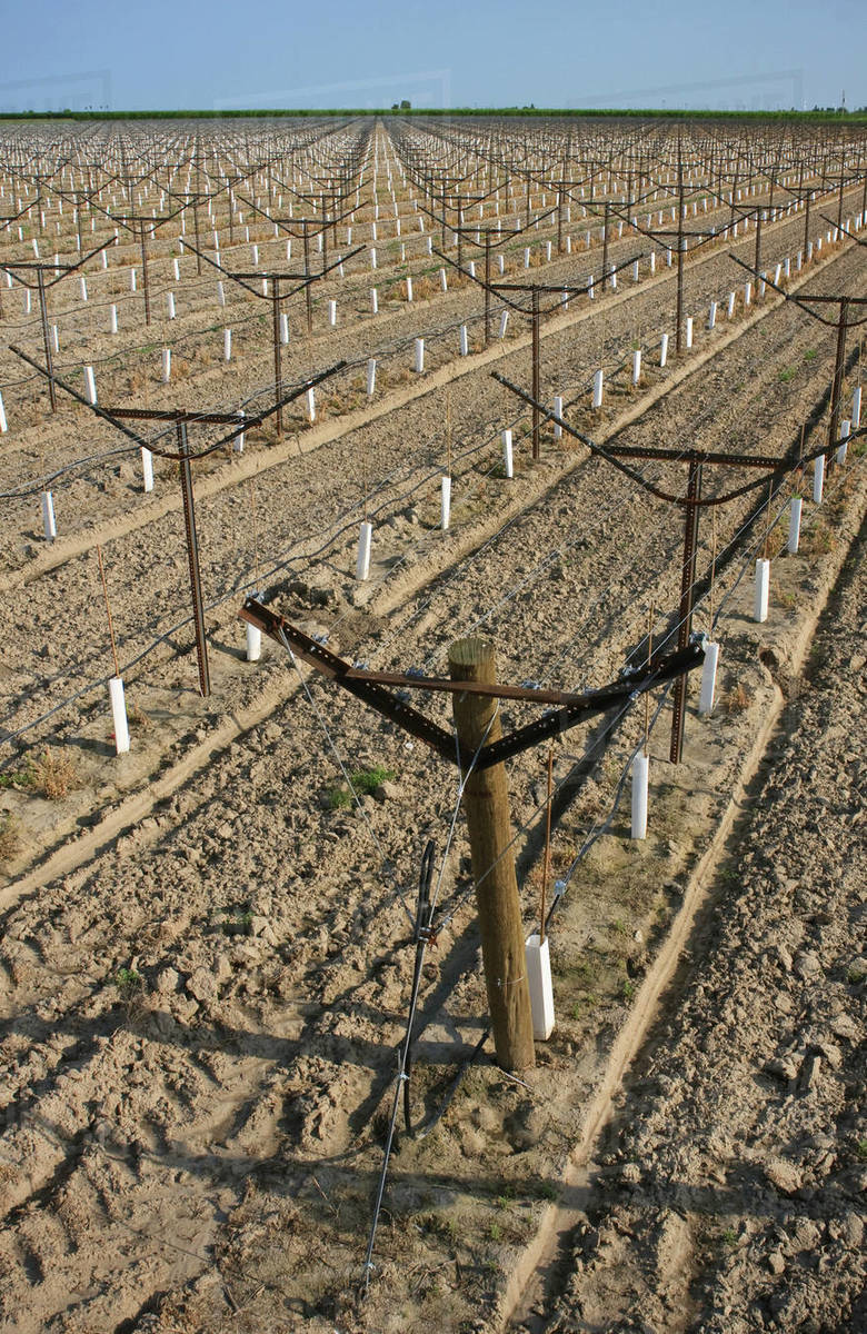 Agriculture Newly planted table grape vineyard utilizing an overhead