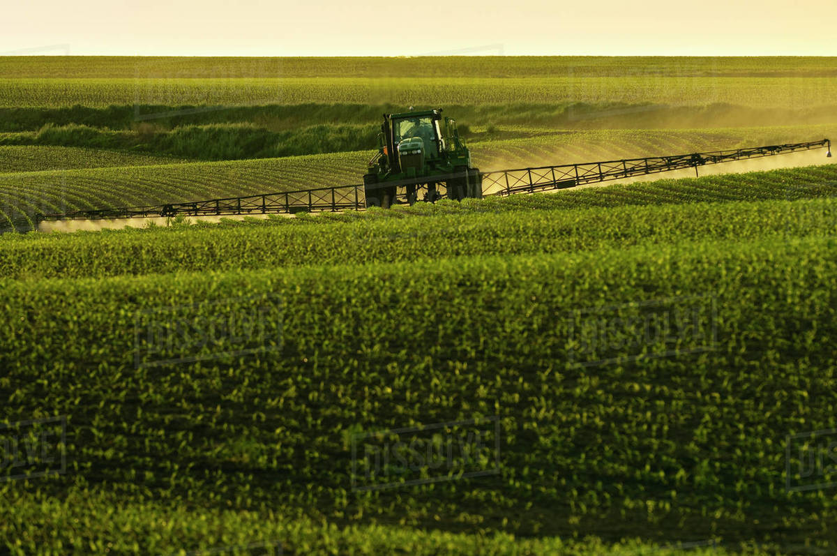 Agriculture Postemergent herbicide being applied to an early growth grain corn field by a