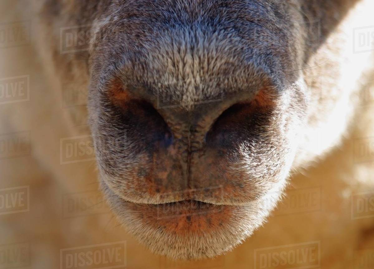 A Sheep's Nose Stock Photo Dissolve