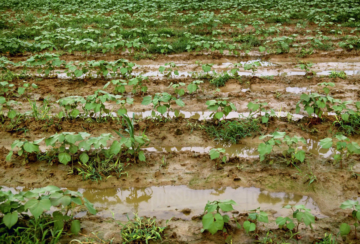 Agriculture Excessively wet cotton field with standing water from an