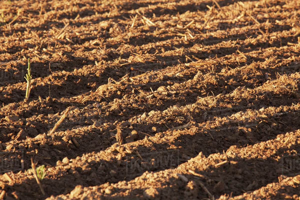 Bedded land, not yet ready for planting; England, Arkansas, United States of America Stock