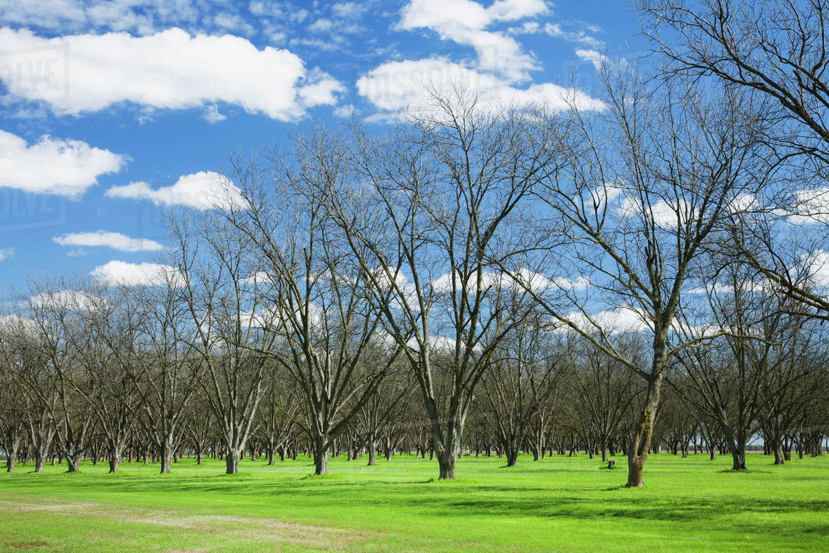 Pecan grove in early spring, before leaf out; England, Arkansas, United States of America