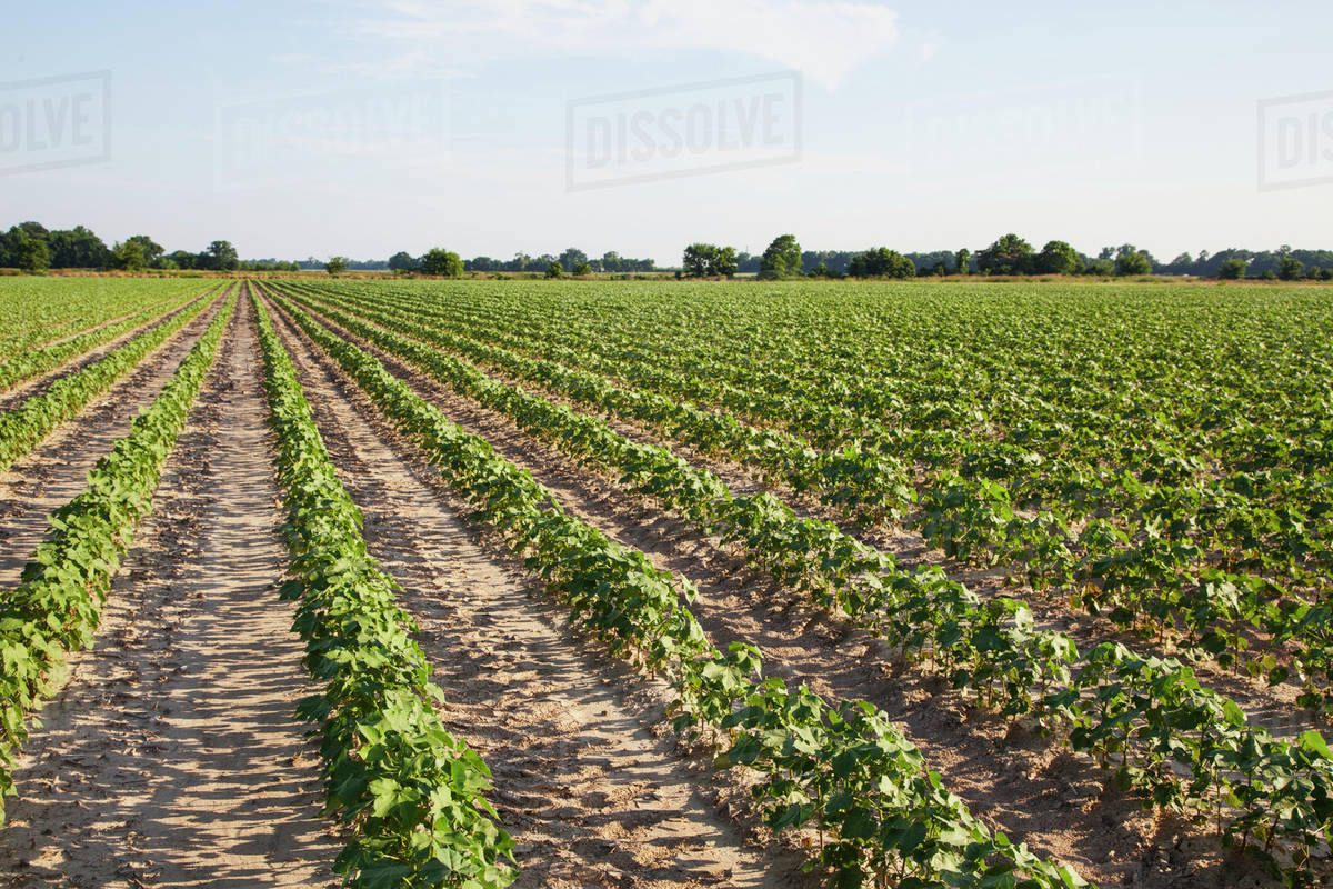 Cotton in the approximate 6 leaf stage, conventional tillage system; England, Arkansas, United