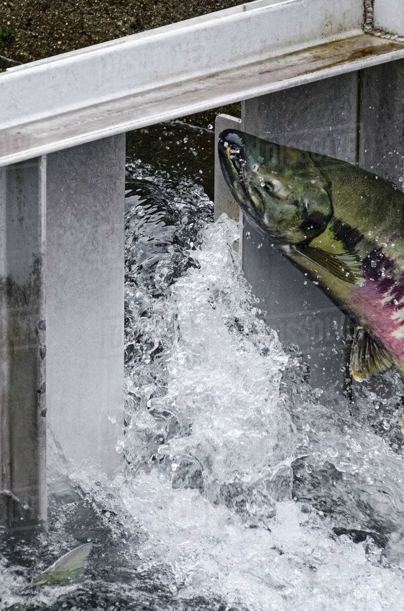 Chum Salmon (Oncorhynchus keta) leaping to clear chute at top of fish
