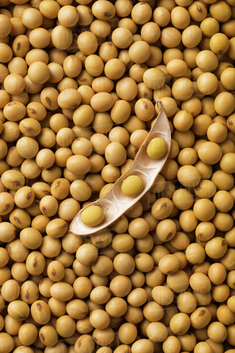 An open soybean pod laying on a pile of dried, mature soybeans Stock