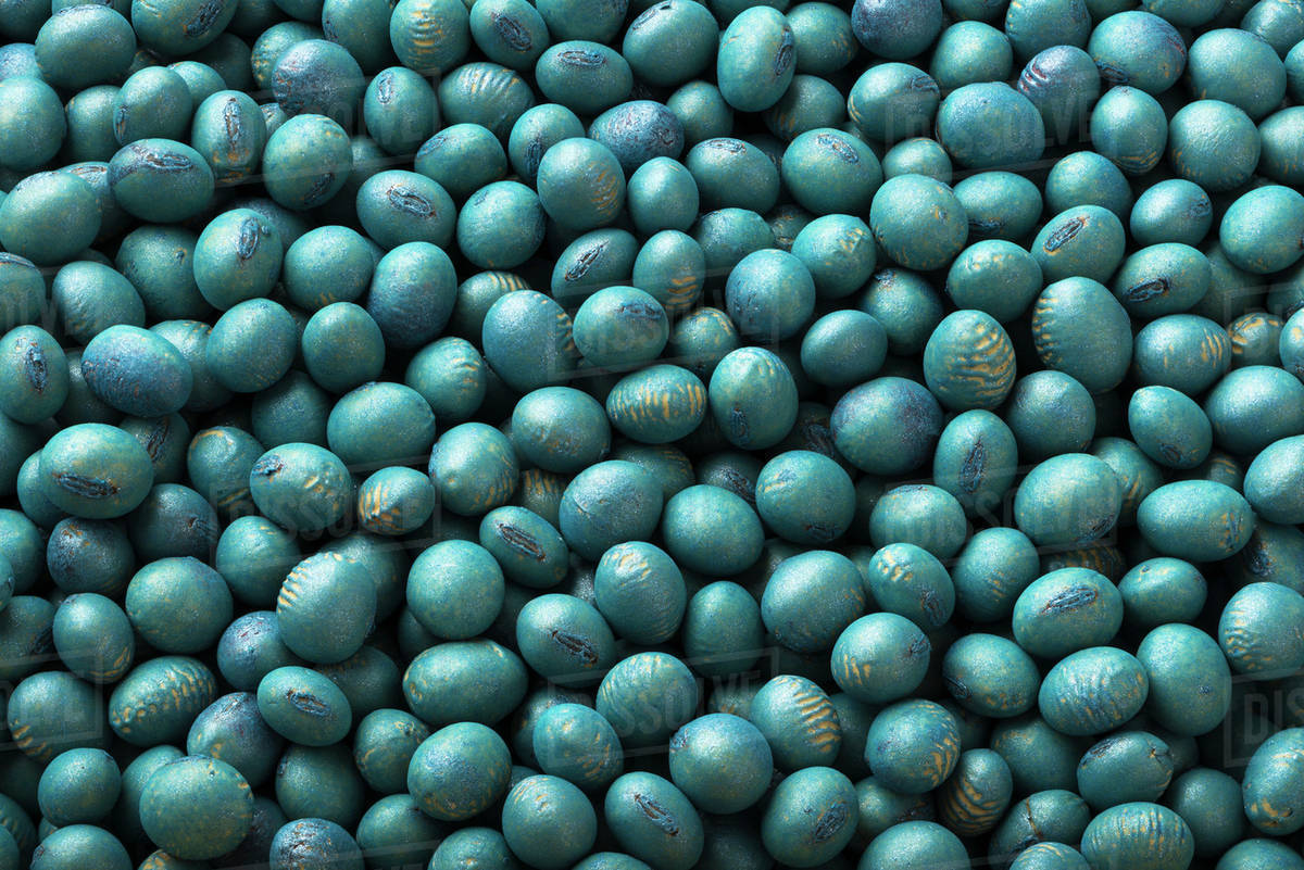 Soybean seeds that have been treated with a protective antifungal