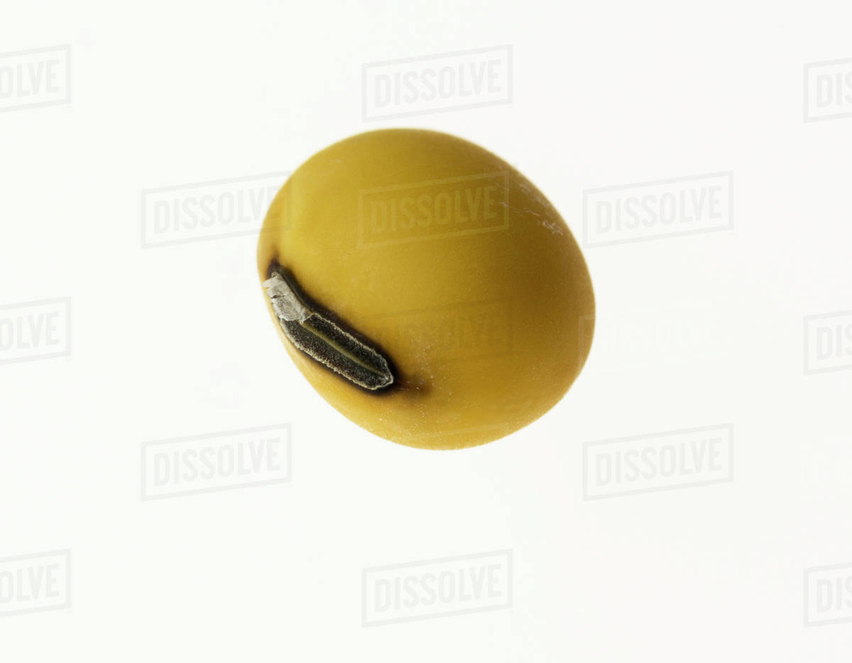 A soybean kernel on a white background Stock Photo Dissolve