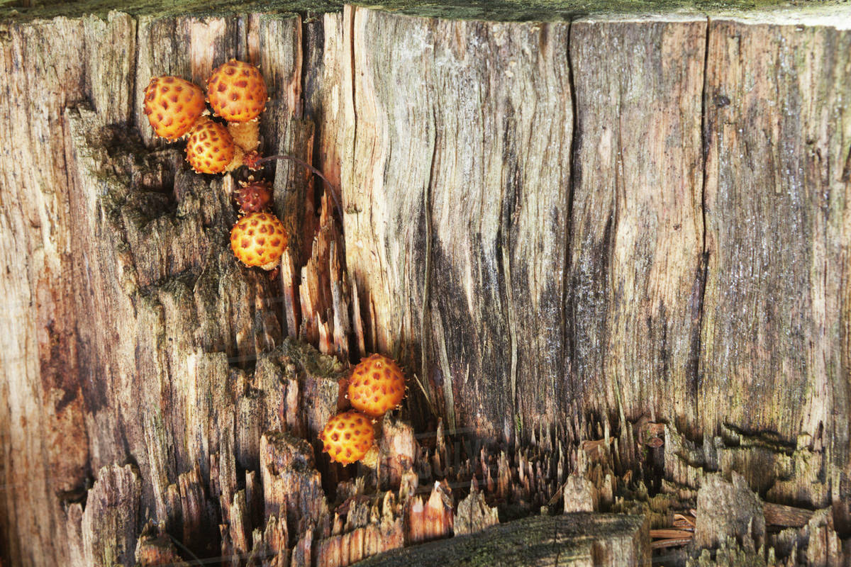 Mushrooms growing on a dead tree stump, near Marquette; Michigan