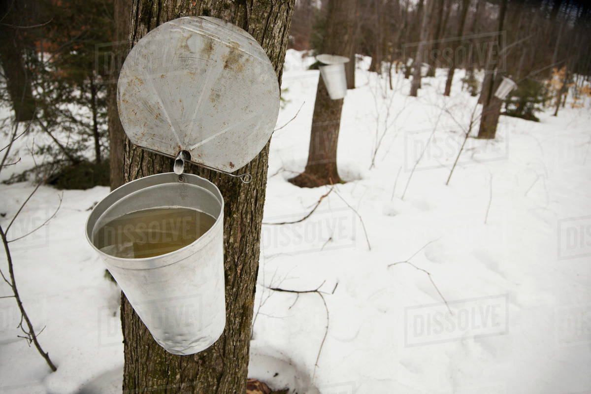 Collecting maple syrup on tree; Quebec, Canada Stock Photo Dissolve