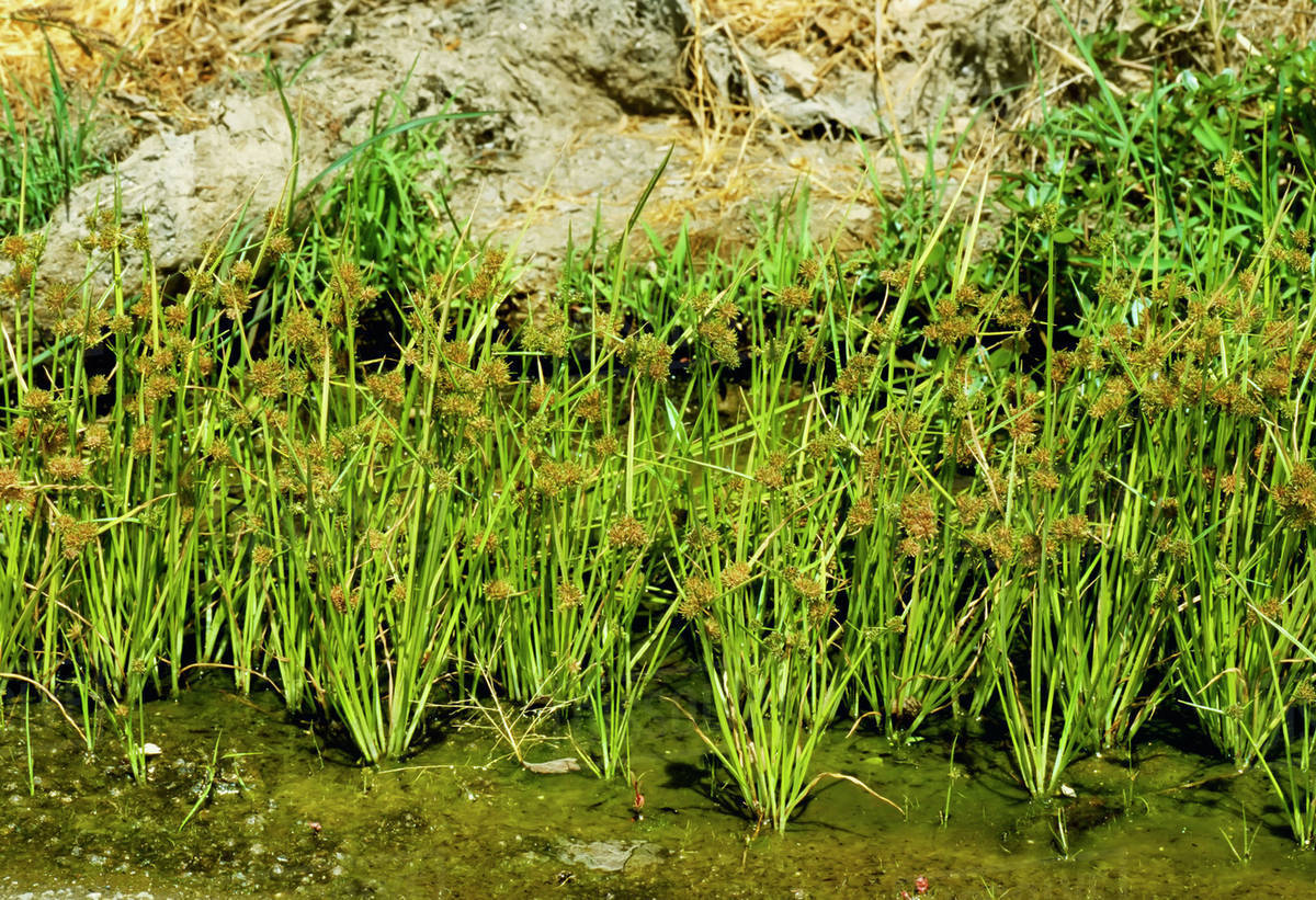 Agriculture Weeds, Smallflower Umbrella Sedge (Cyperus difformis) aka