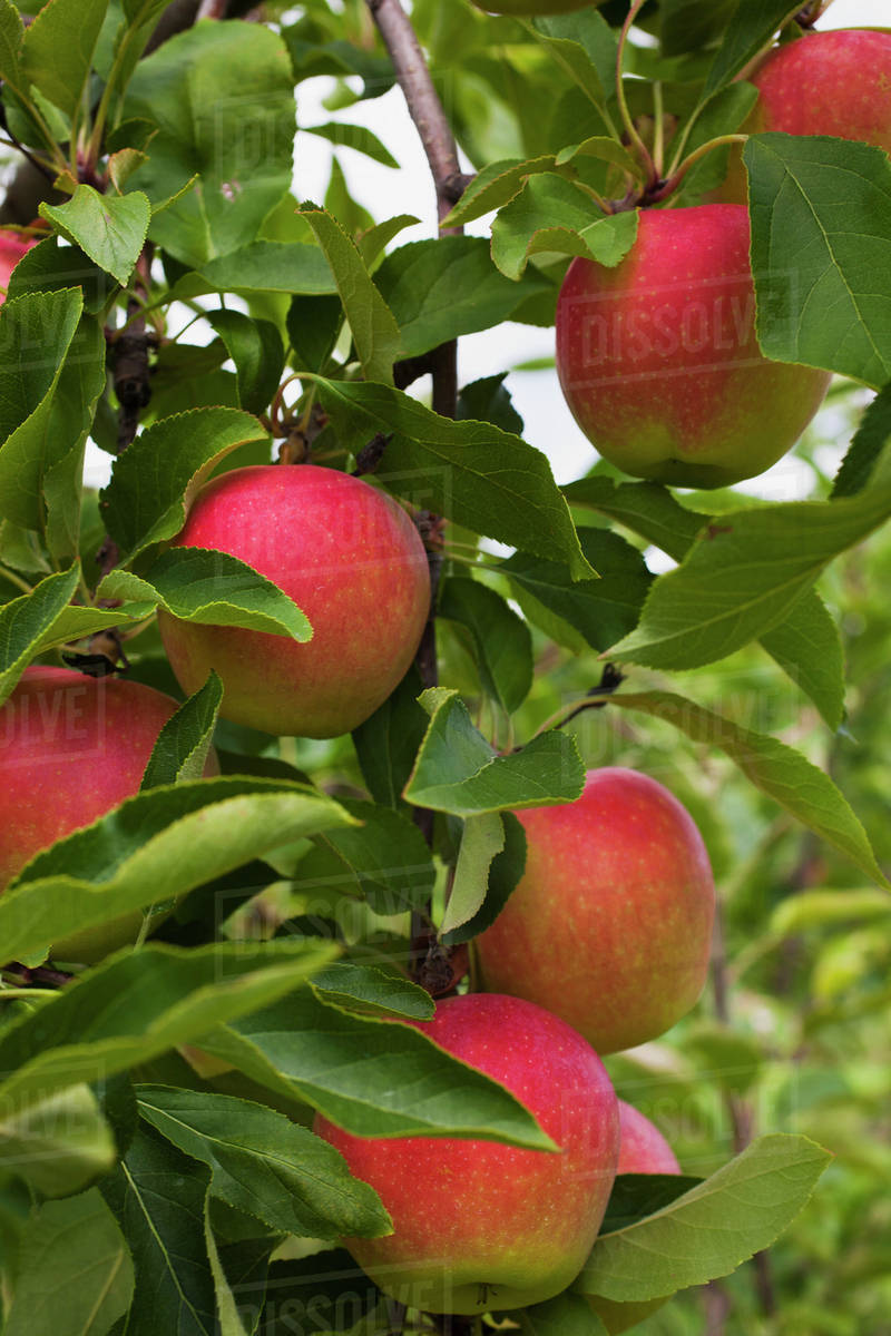 Apples growing on a tree; Rougemont, Quebec, Canada Stock Photo