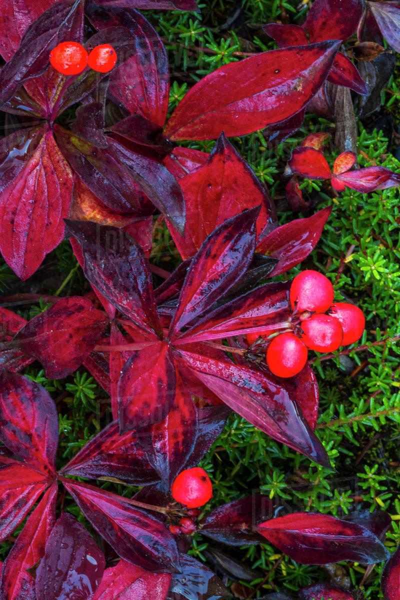 Close up of colourful autumn bunchberries (Cornus canadensis) at Wonder