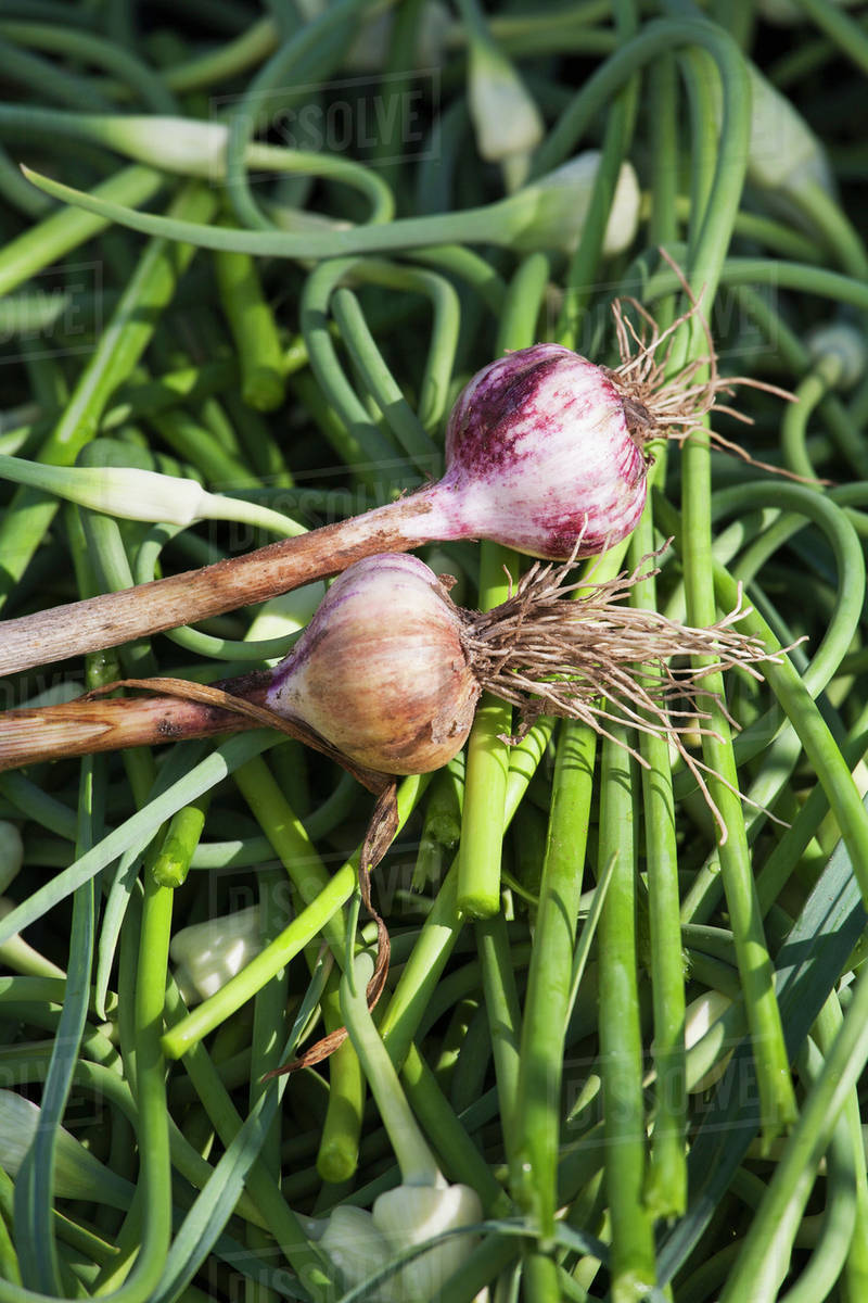 Freshly harvested garlic bulbs on top of garlic scapes; Toronto