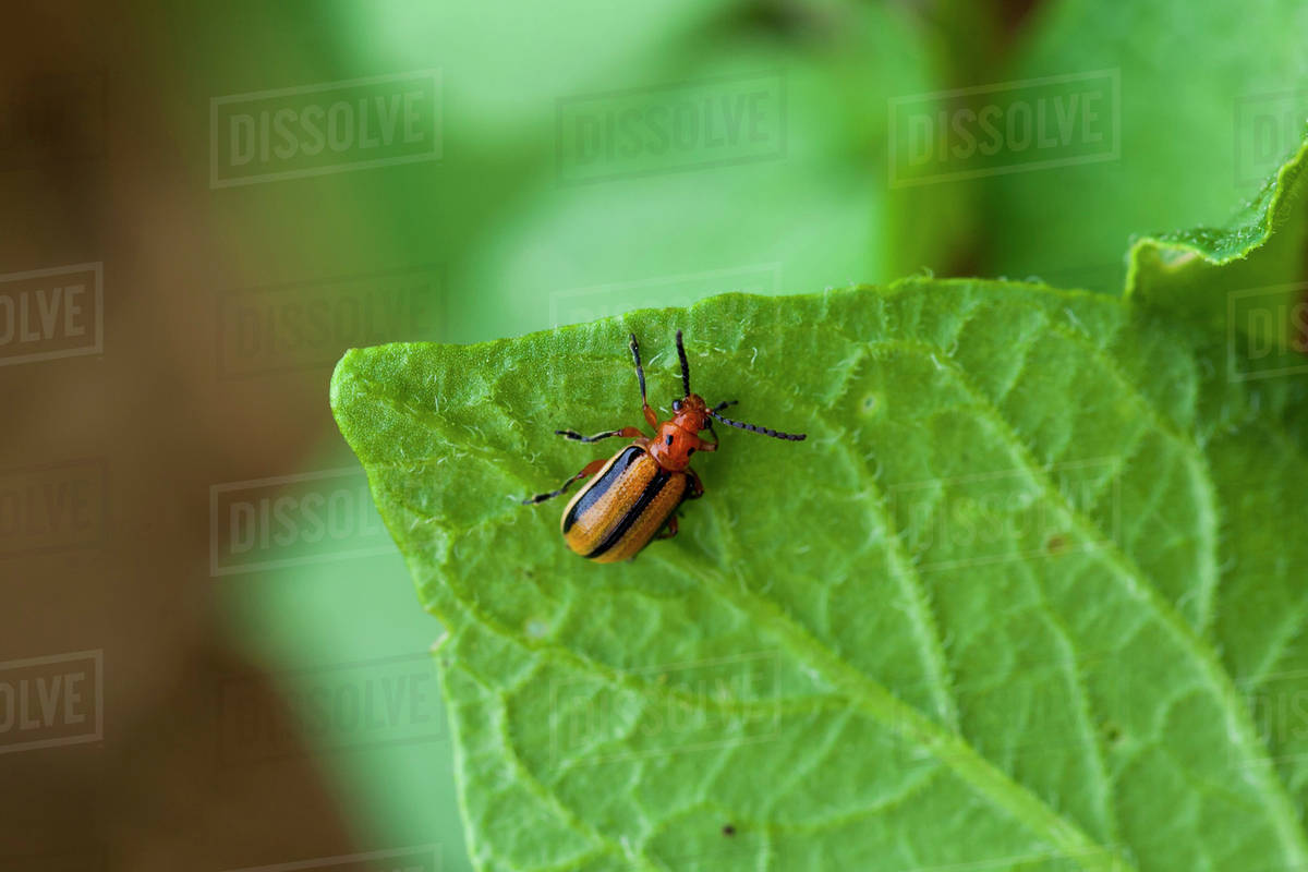 Colorado Potato Beetle Castleton Ontario Canada Stock Photo Dissolve Colorado Potato Beetle Castleton Ontario Canada Stock Photo Dissolve