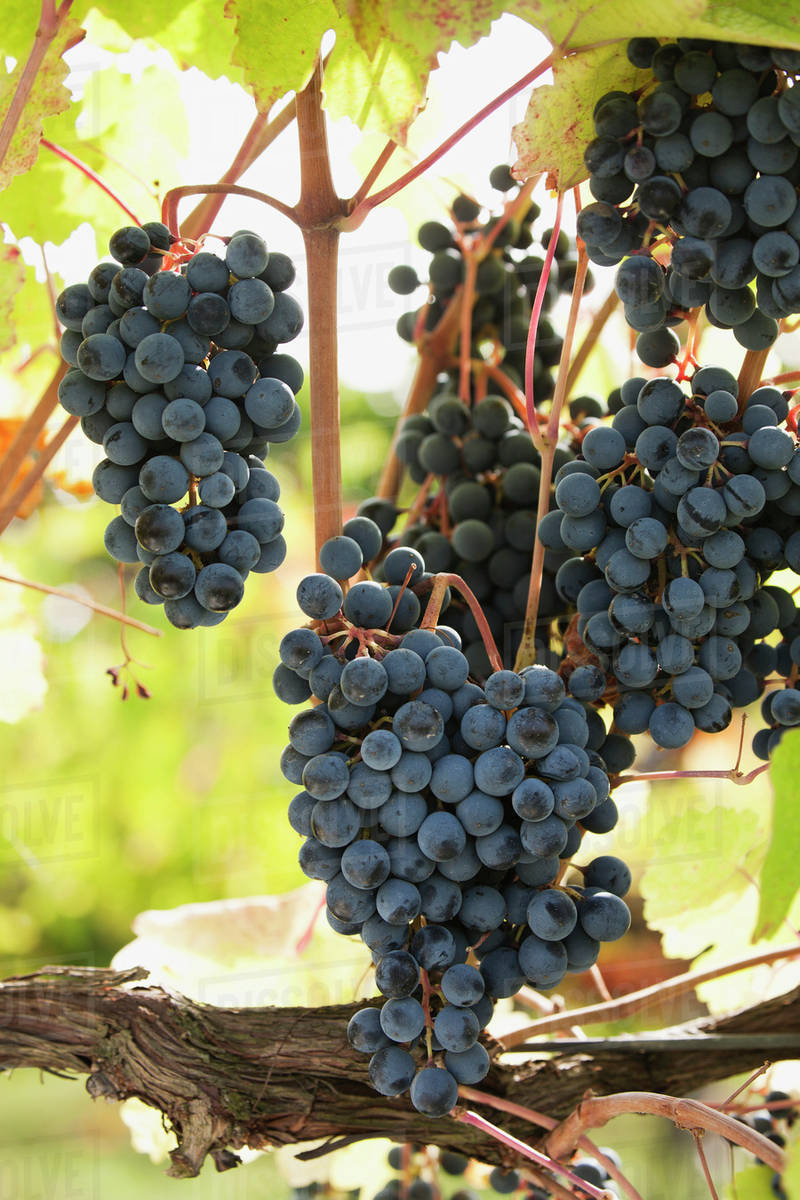 Bunches of dark red grapes on a backlit vine;Emiliaromagna italy