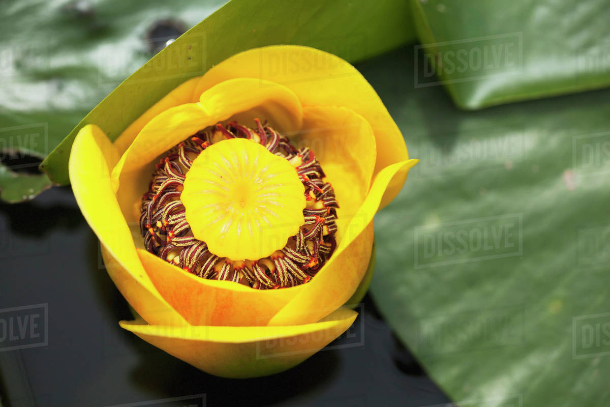 A Bright Yellow Cow Lily Nuphar Lutea Floating In A Pond At Brohm Lake Interpretive Forest British Columbia Canada Stock Photo Dissolve