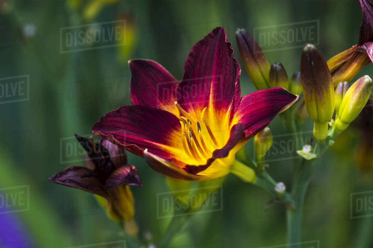 A Daylily (Hemerocallis) blooms in a flower garden; Astoria, Oregon, United States of America