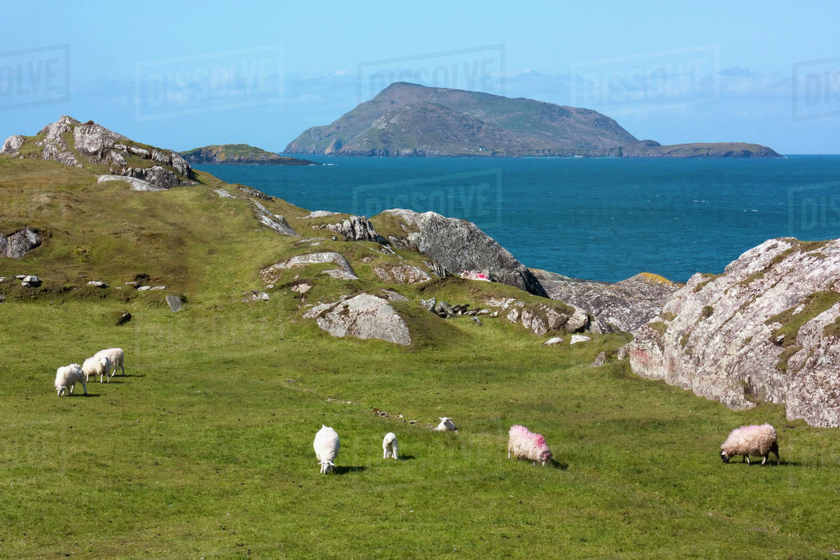 Sheep grazing in a grassy field on lambs head;County kerry, ireland