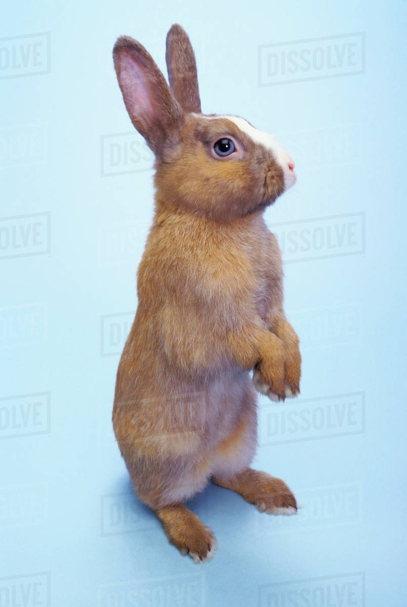 Brown rabbit standing with a blue background;British columbia canada ...