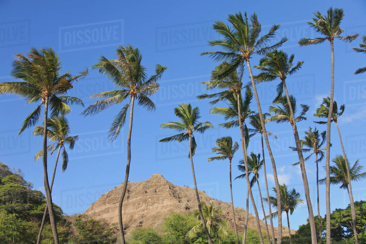 A rugged mountain peak with palm trees in the foreground against a blue