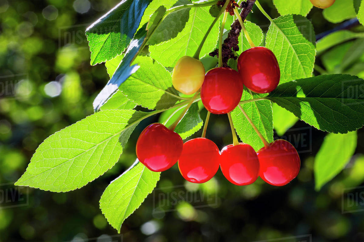 Close up of a cluster of cherries hanging on a branch with glowing