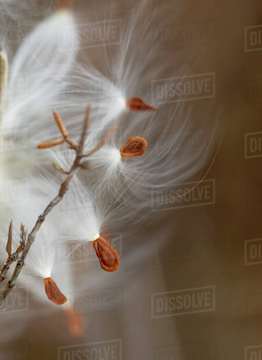 Plant seeds in orange and white dispersing in the air; Ottawa Valley,  Ontario, Canada - Royalty-free Stock Photo | Dissolve
