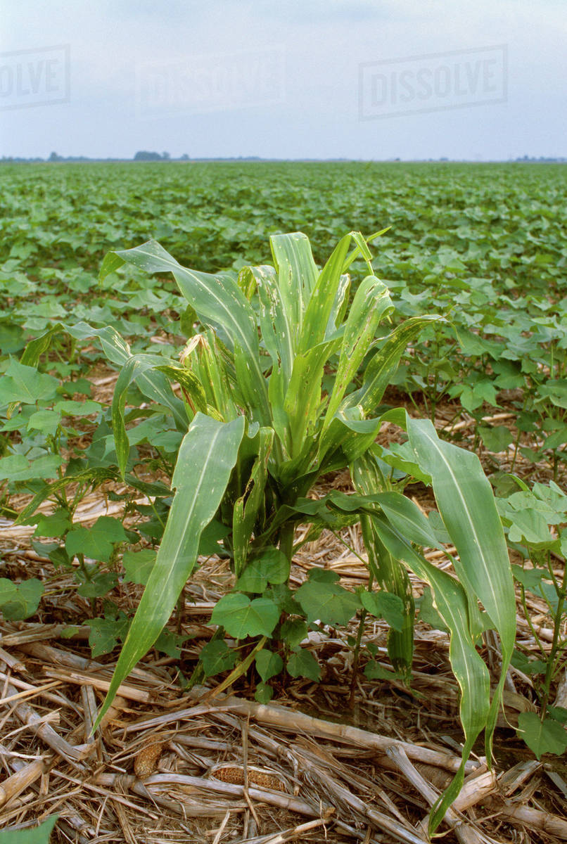 Agriculture Volunteer Roundup Ready corn growing as a weed in a