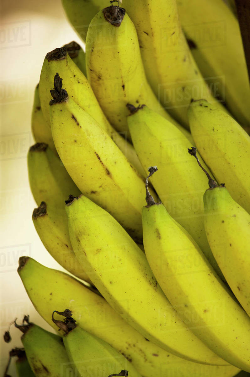 Closeup of bananas on a plant in Jamaica; Port Antonio, Jamaica Stock Photo Dissolve