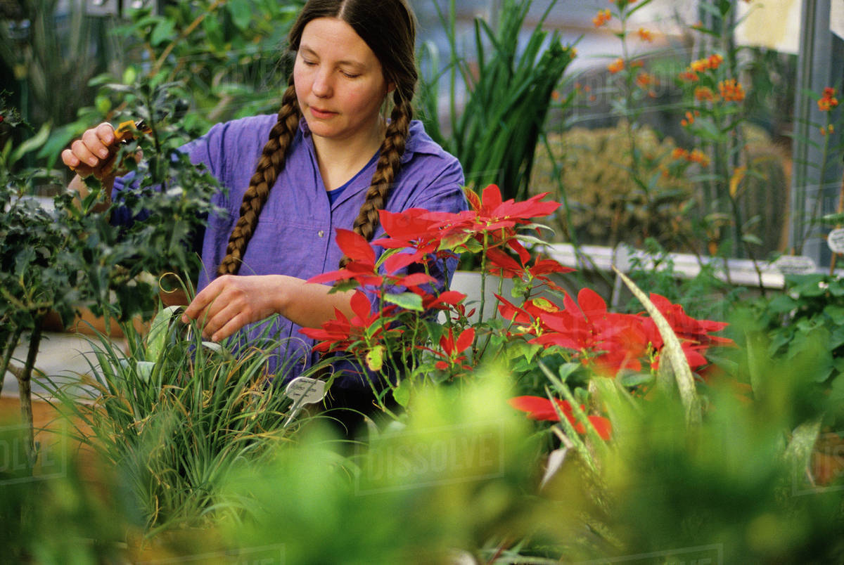 Agriculture A university botanist tends to plants in a horticulture