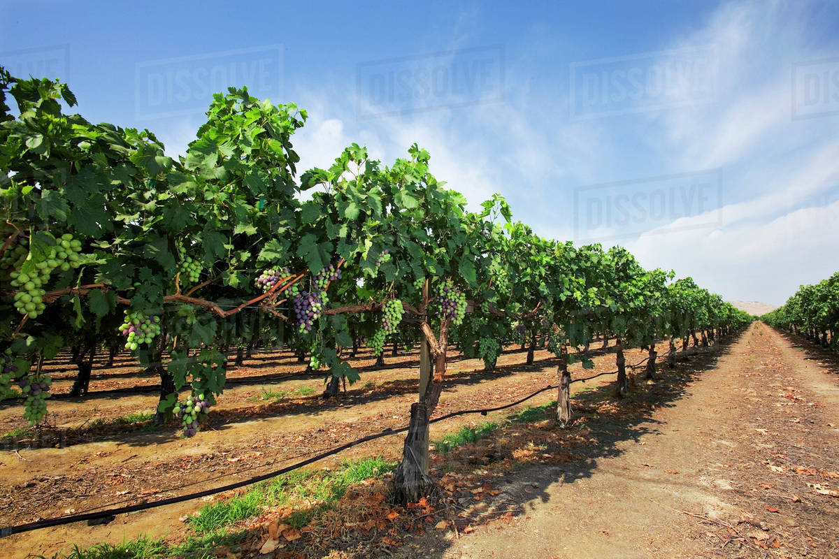 Agriculture Looking down between rows of an Autumn Royal table grape