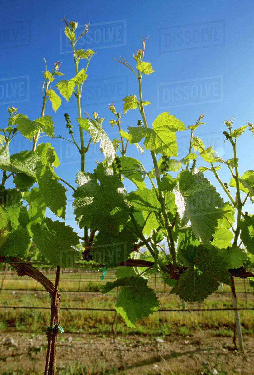 Agriculture Wine grape vineyard with early Spring foliage growth and