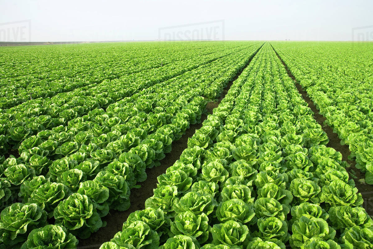 Agriculture Large field of healthy mature Romaine lettuce showing few