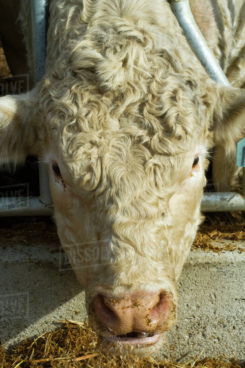 Livestock Beef steer feeding on corn stover, the stalks, leaves, cobs