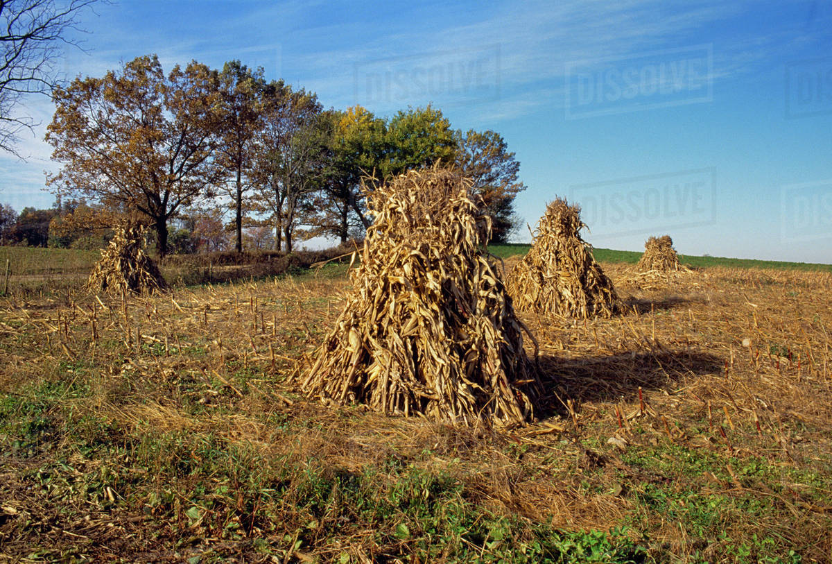 Agriculture Corn shocks in Autumn field / LaGrange County, Indiana