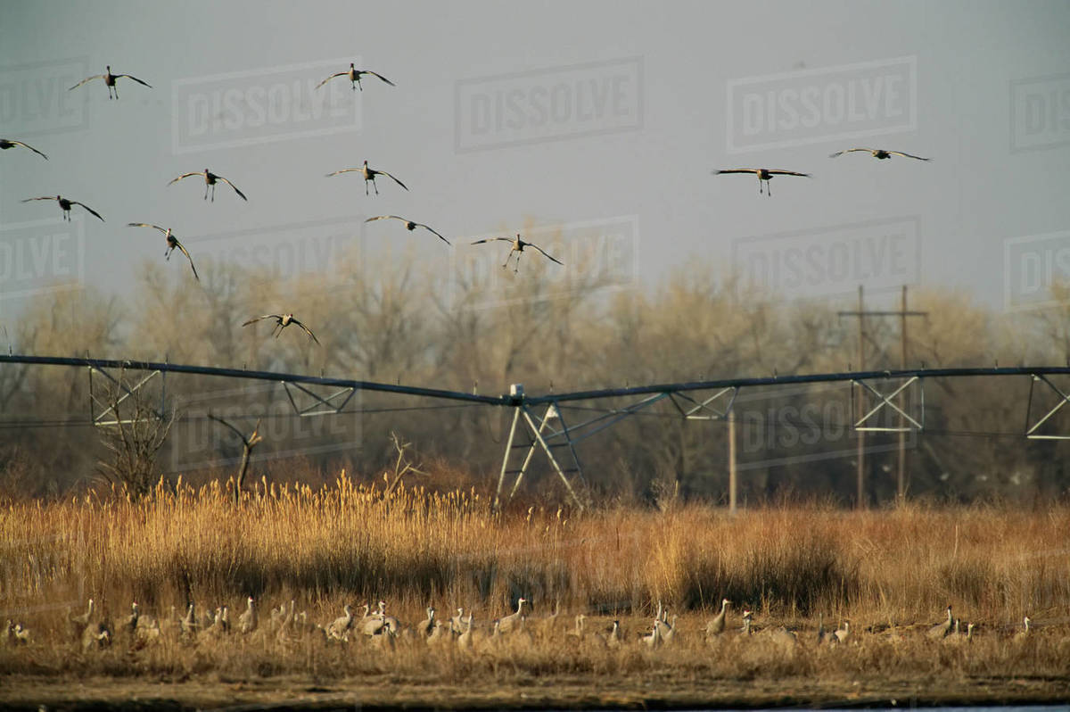 Sandhill cranes (Antigone canadensis) fly past center pivot irrigation ...