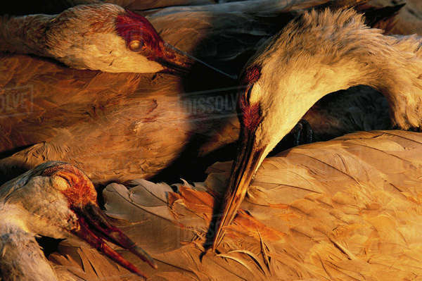 Dead sandhill cranes that have collided with powerlines on the Platte ...