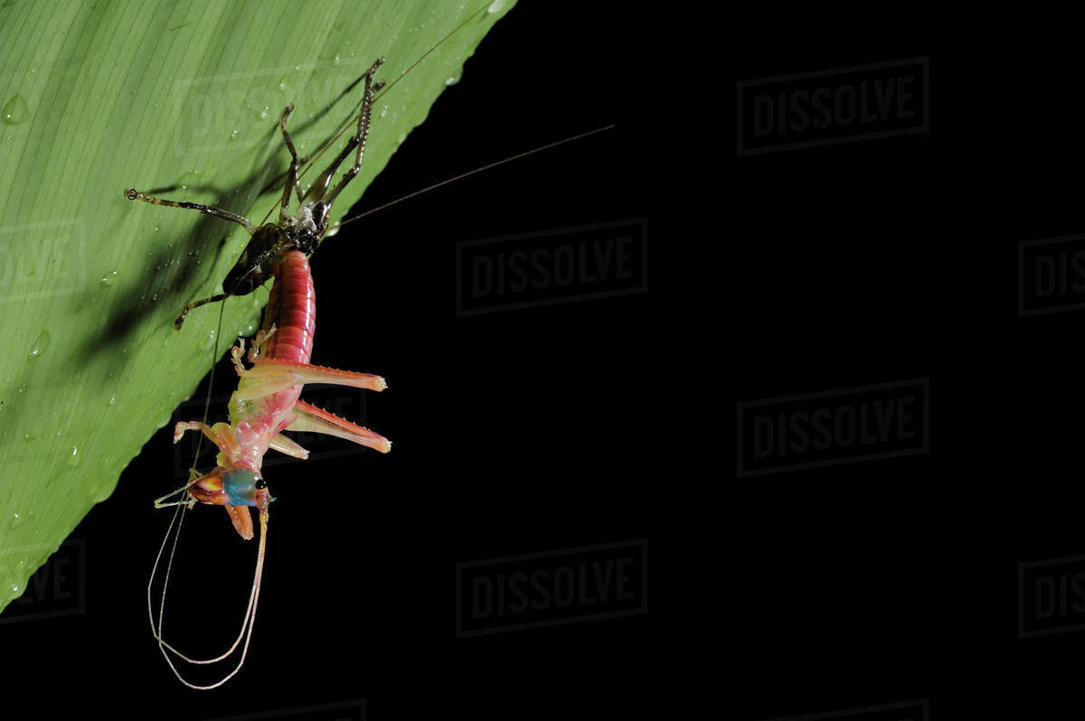 Insects on a leaf in Gunung Mulu National Park.; Gunung Mulu National ...