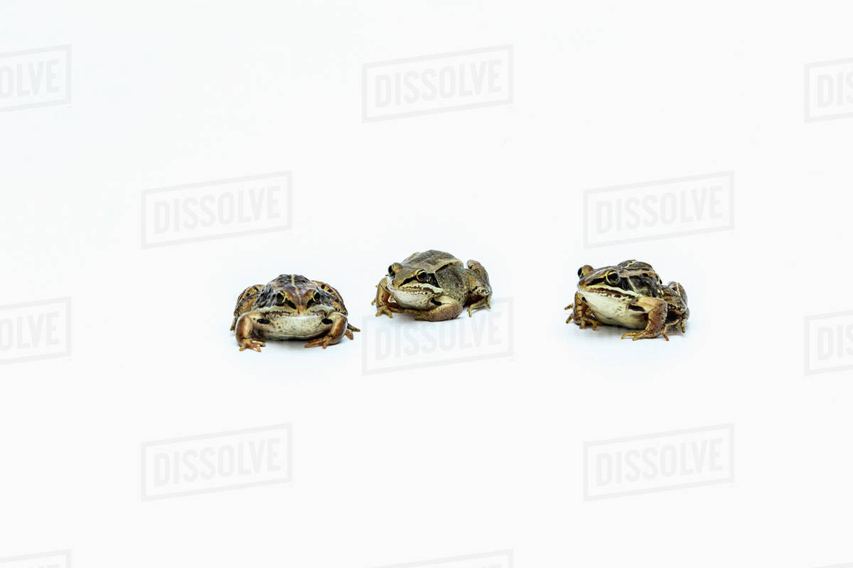 Three frogs sitting in a row on a white background; Fort McMurray