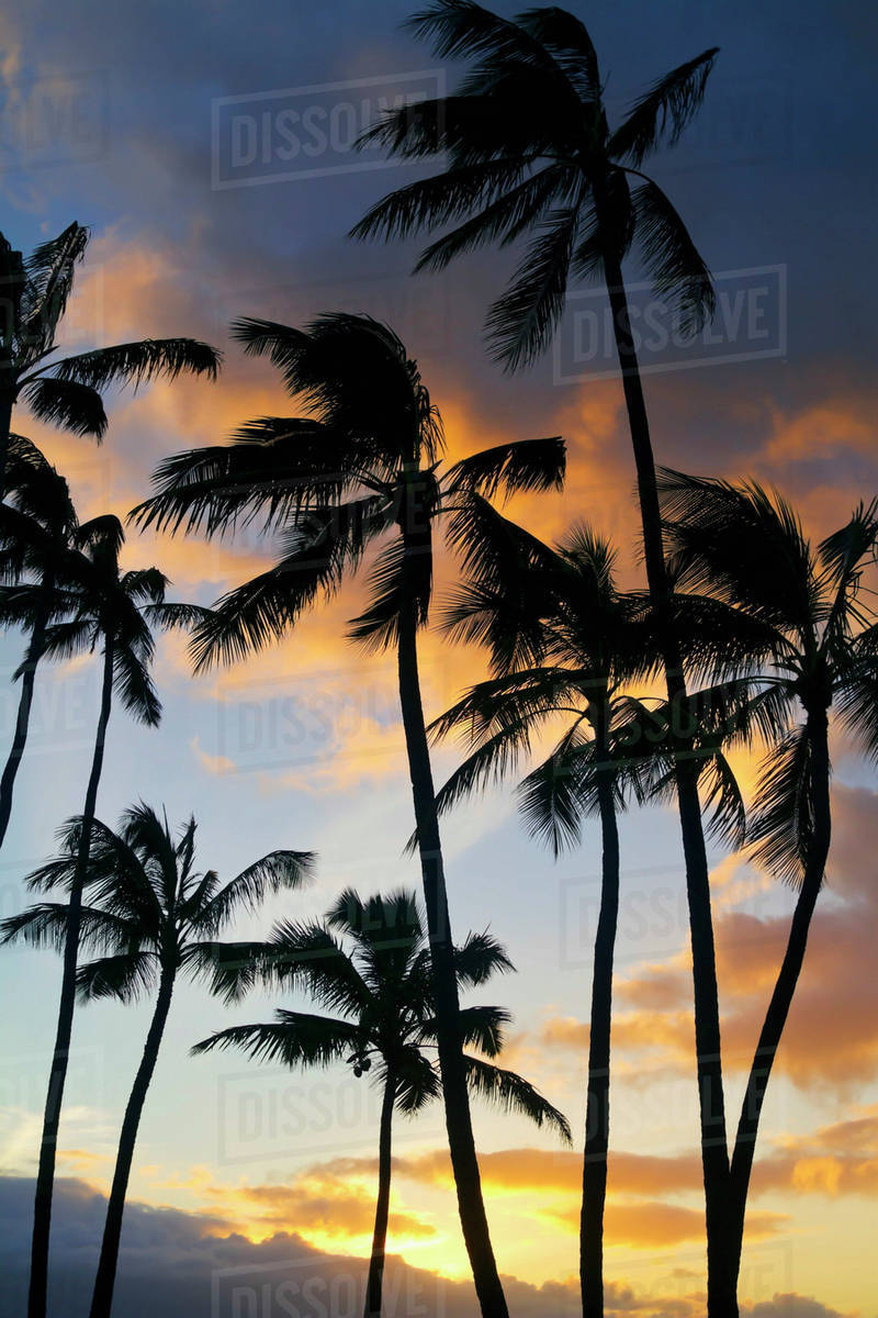 Silhouetted palm trees at sunset on the north shore of Maui; Spreckelsville, Maui, Hawaii